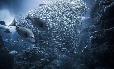 Underwater exploration