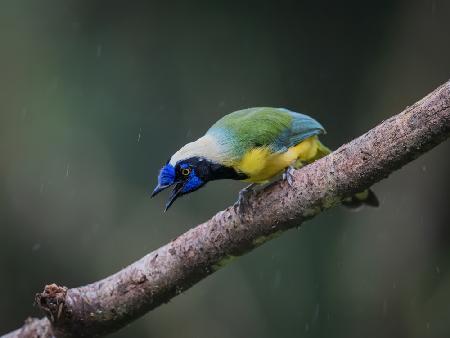 Inca Jay