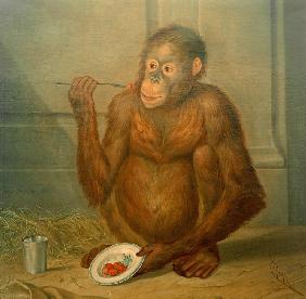 Orang-Utan, Erdbeeren fressend