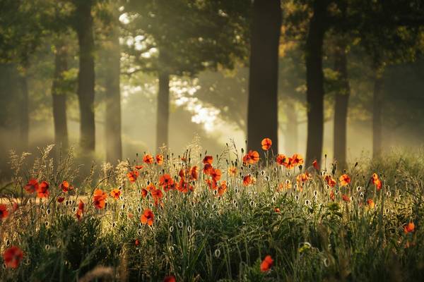 The poppy forest à Tham Do