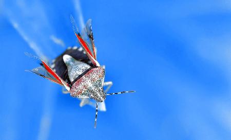 Flight in wingsuit...