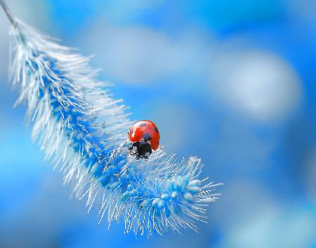 Welcome to ladybug paradise...