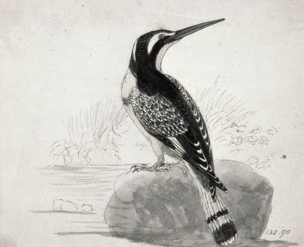 Black and White Kingfisher à Thomas Bewick