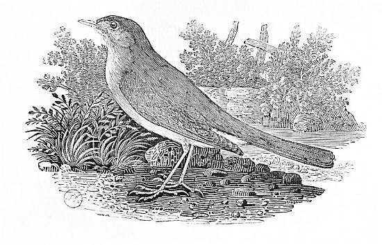 The Nightingale (Luscinia megarhynchos) from the ''History of British Birds'' Volume I, pub. 1797 à Thomas Bewick
