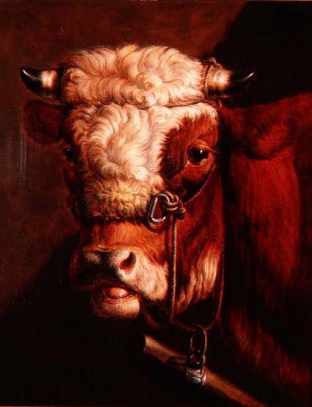 Portrait of a Bull's Head à Thomas Sidney Cooper
