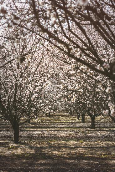 Almond Orchard