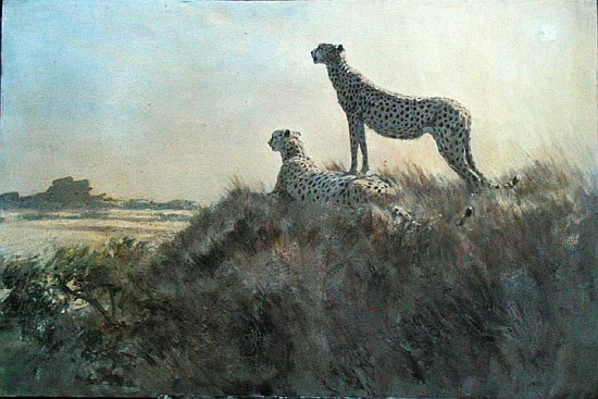 Cheetah, Serengeti (oil on board)  à Tim  Scott Bolton