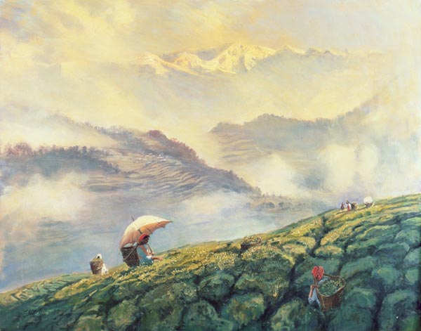 Tea Picking, Darjeeling, India, 1999 (oil on canvas)  à Tim  Scott Bolton