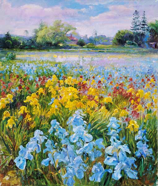 Irises, Willow and Fir Tree, 1993 (oil on canvas)  à Timothy  Easton
