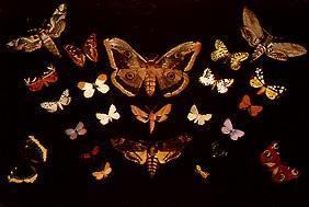 Les papillons