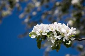 Kirschblüten