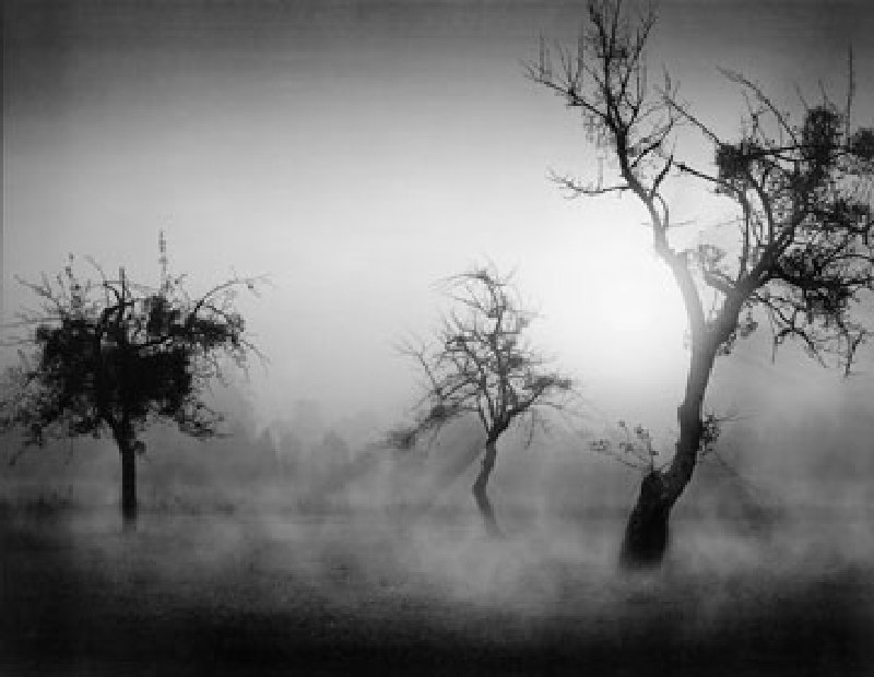 Titre de l‘image : Tom Weber - Bäume im Nebel II