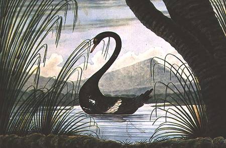 The Black Swan à T.R. Browne