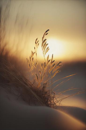 Evening Sun At The Beach