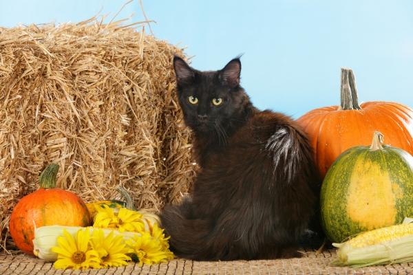 Schwarze Maine Coon Katze vor Stroh à Ulrike Schanz