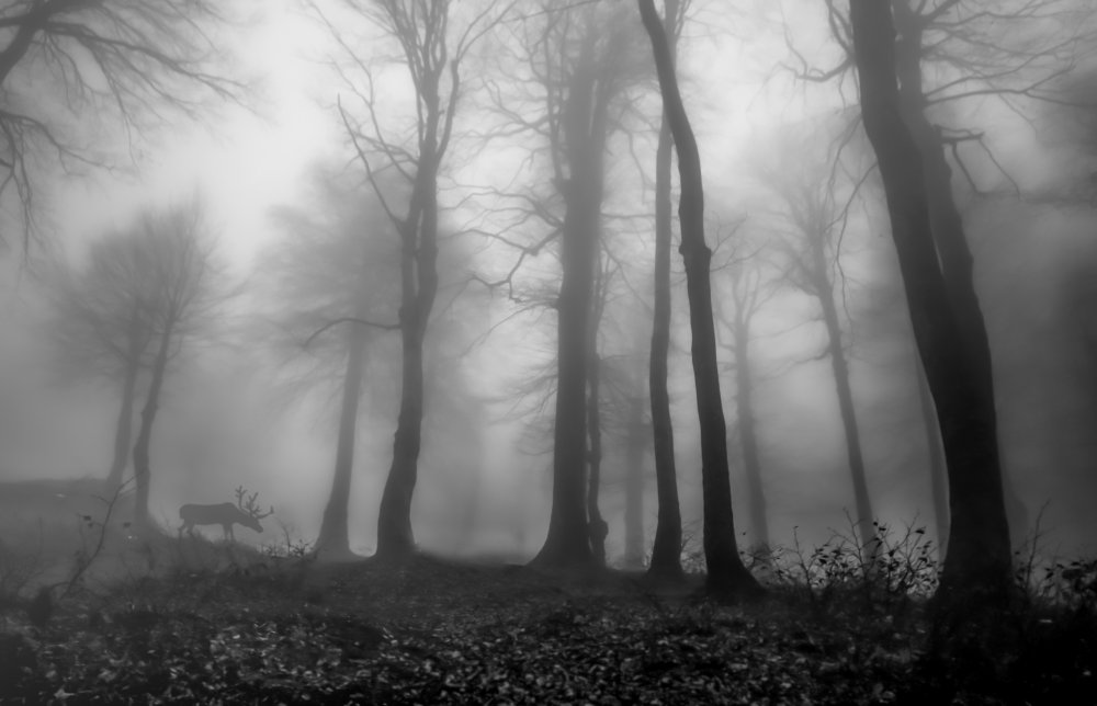 foggy forest à Ummu Nisan Kandilcioglu