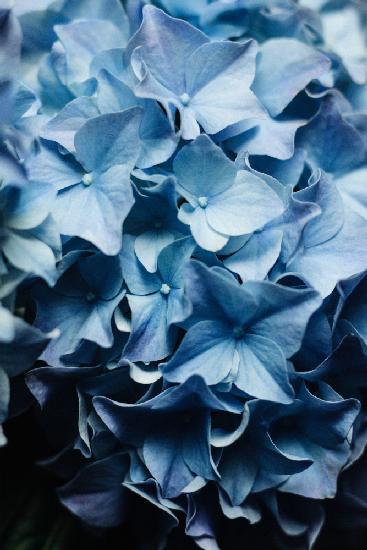 I see u - Blue Hydrangea