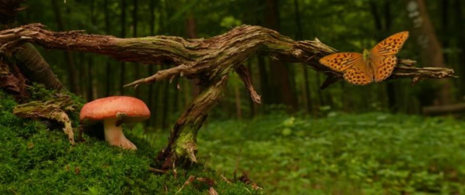 Waldpilz Astbrücke Schmetterling à Uwe Wittbrock