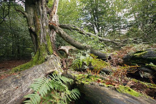 Urwald Sababurg à Uwe Zucchi