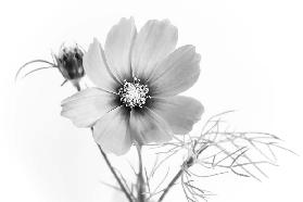 Cosmea