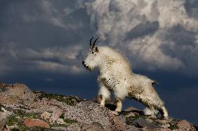 Queen of the Mountain