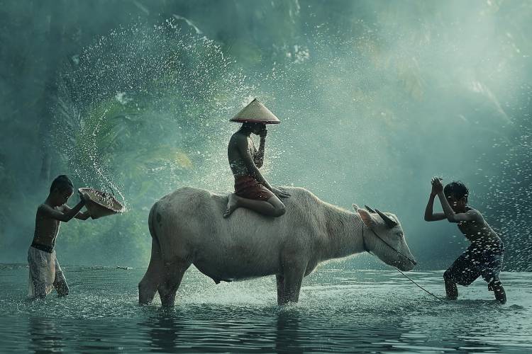Water Buffalo à Vichaya