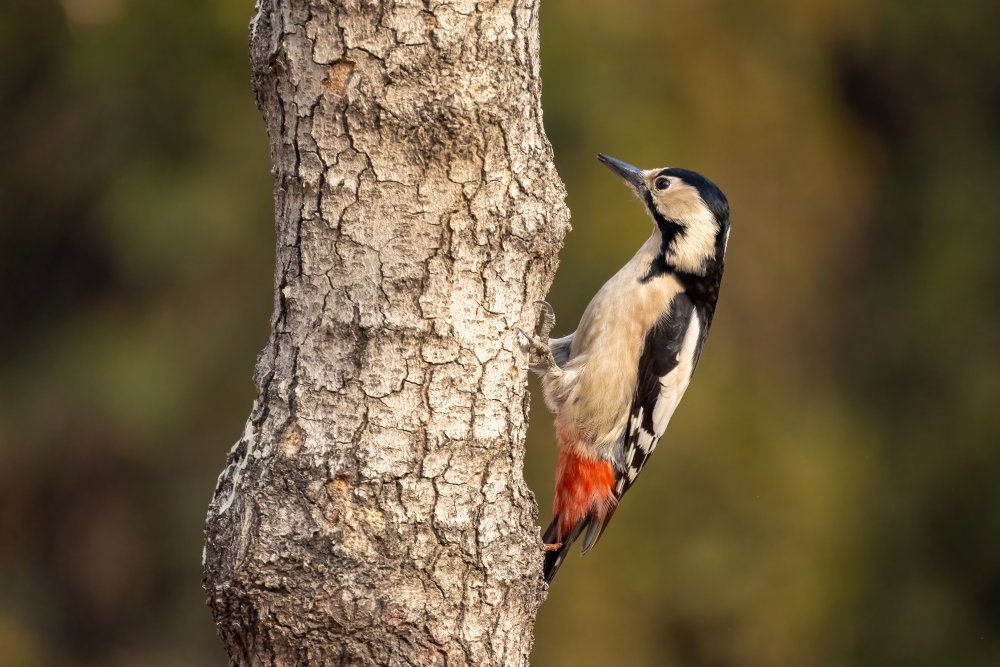 Syrian woodpecker à Vida