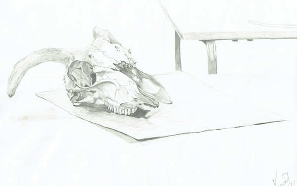Skull à Vincent Alexander Booth