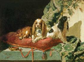 King Charles Spaniels