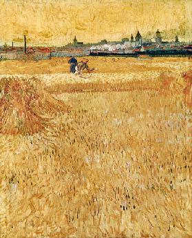 Champ de blé en Arles