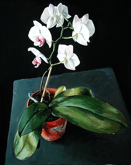 Orchid à  Vincent  Yorke