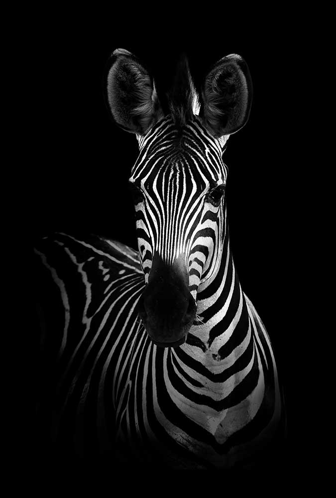The Zebra à WildPhotoArt