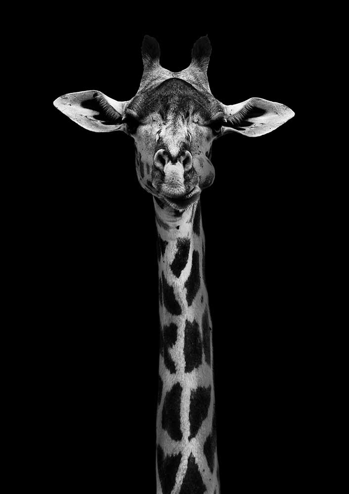 Giraffe Portrait à WildPhotoArt