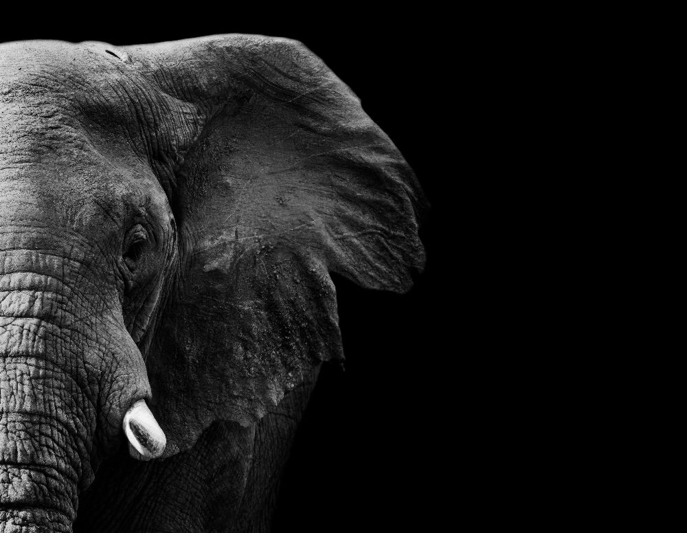 Elephant à WildPhotoArt