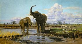 Éléphants à la point d'eau
