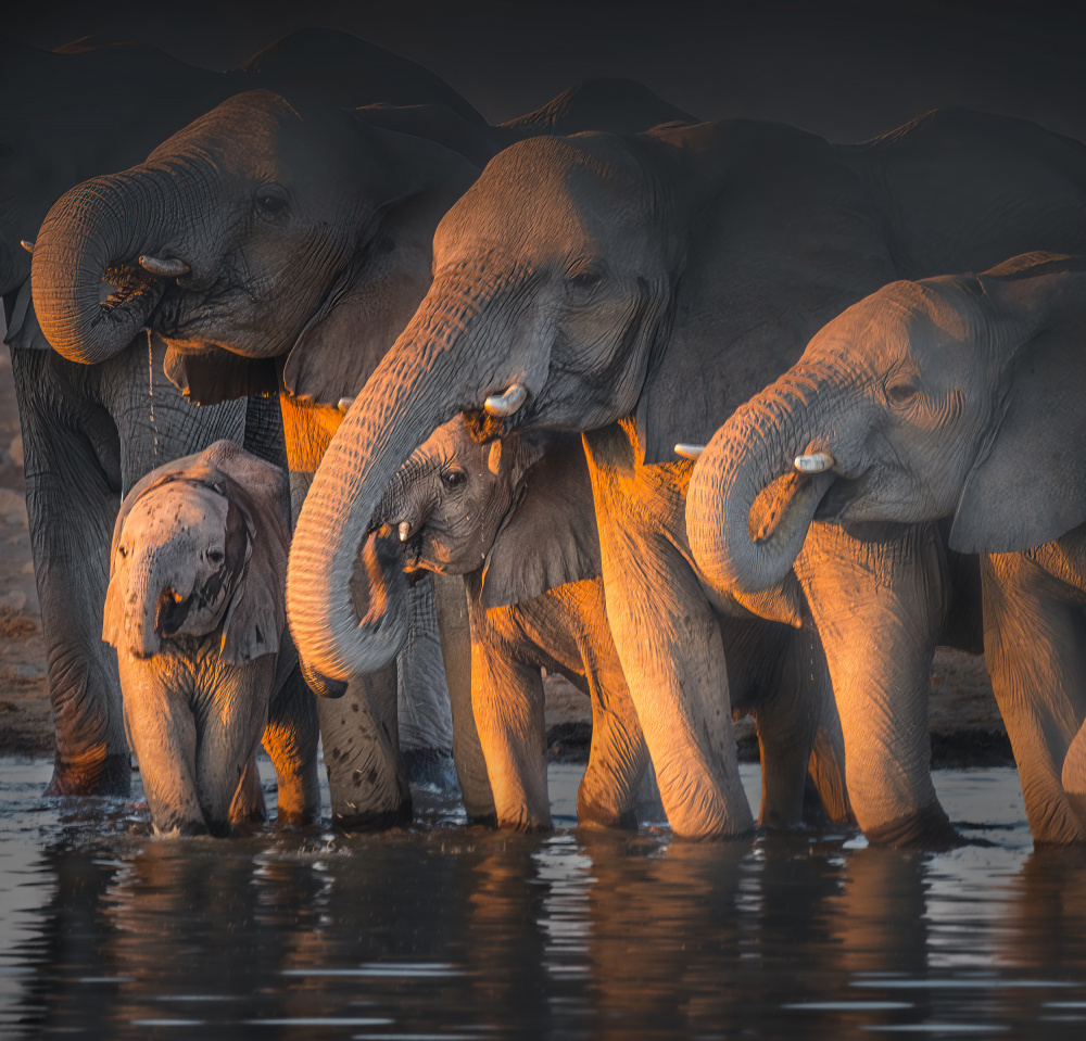 Elephants à Willa Wei