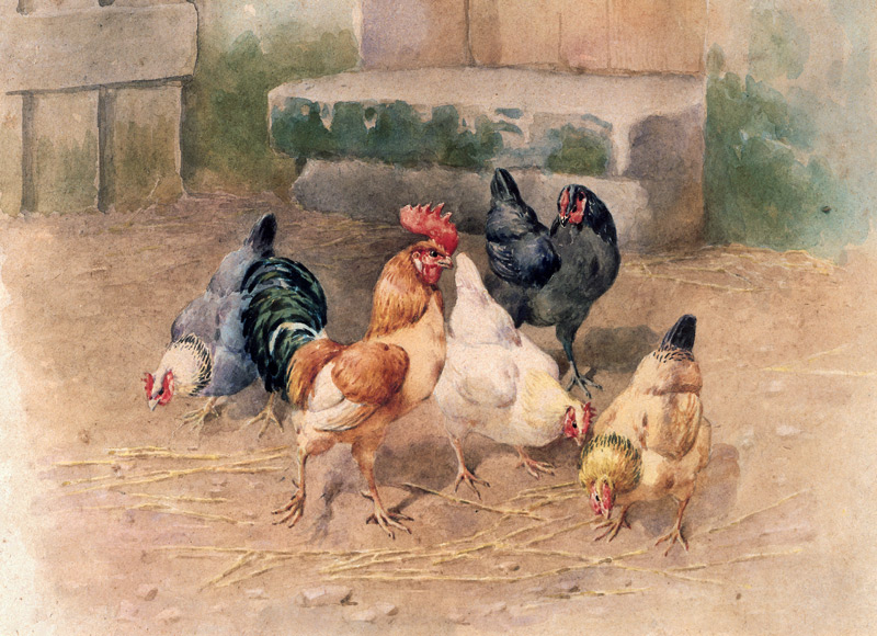 Chickens (w/c with bodycolour on paper) à William Baptiste Baird