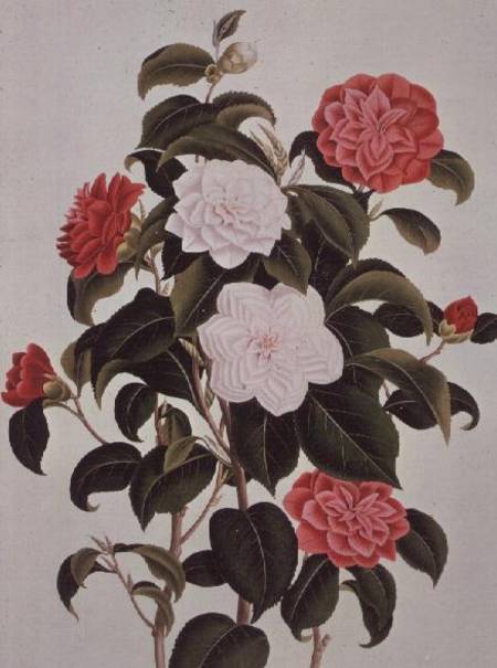 Camellia Japonica, from "A Monograph on - William Curtis en reproduction  imprimée ou copie peinte à l\'huile sur toile