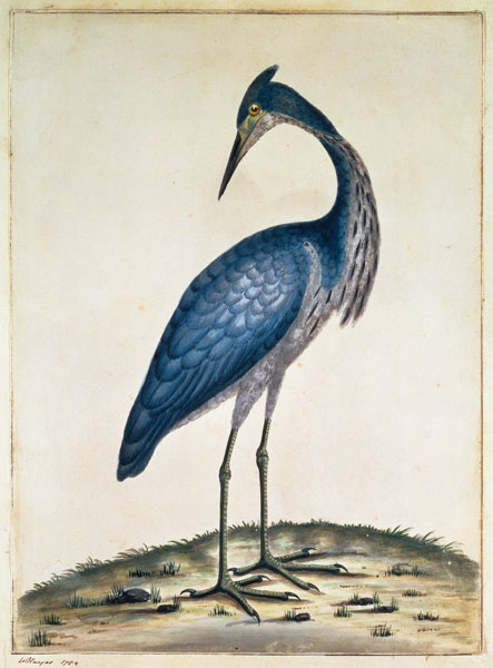A Heron à William Hayes