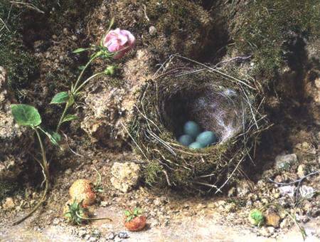 Still life with bird's nest à William Henry Hunt