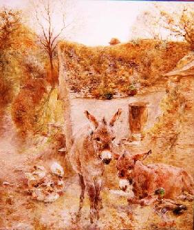 Donkeys and Ducks in a Farmyard