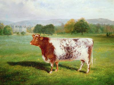 Portrait of a Shorthorn