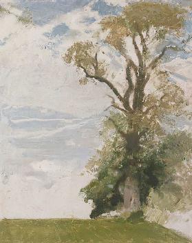 An Old Elm, Blewbury, Berkshire, 1946