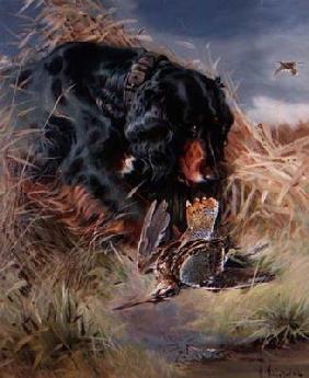 Gordon Setter among reeds