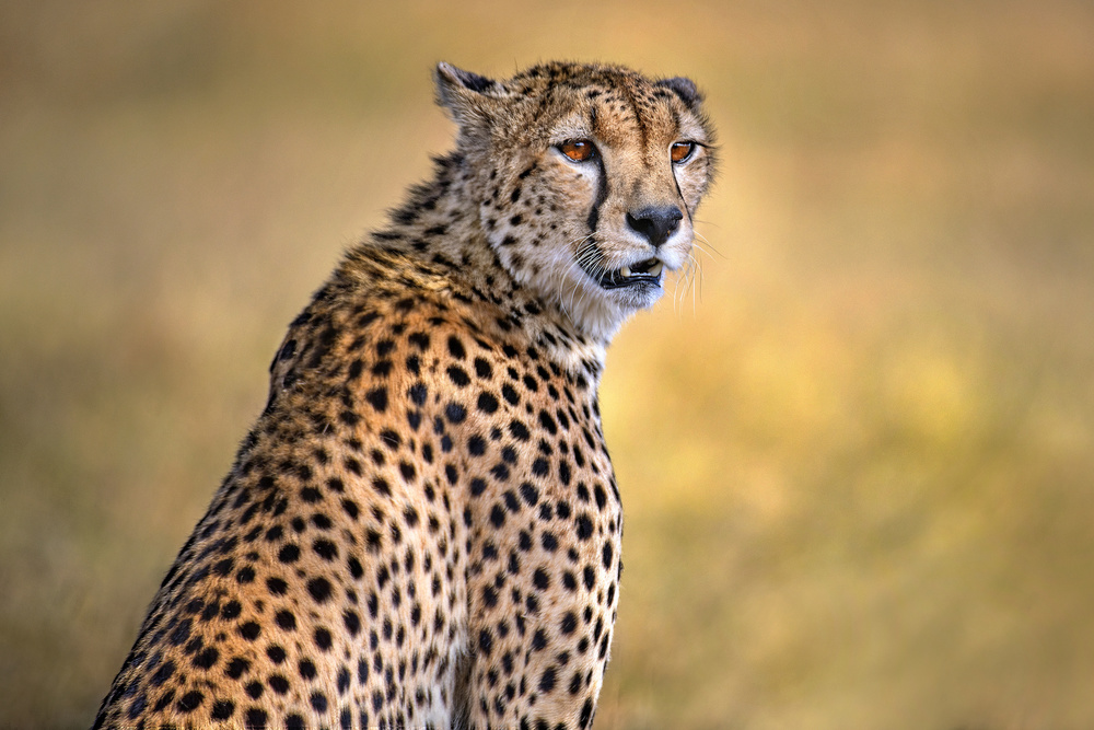 Cheetah portrait à Xavier Ortega