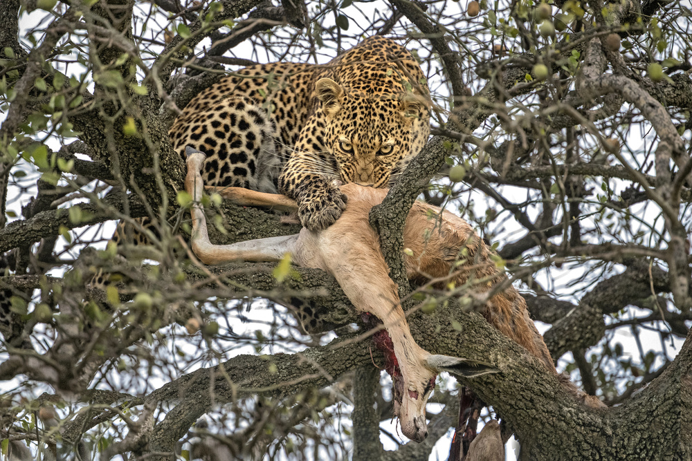 Leopard with prey à Xavier Ortega