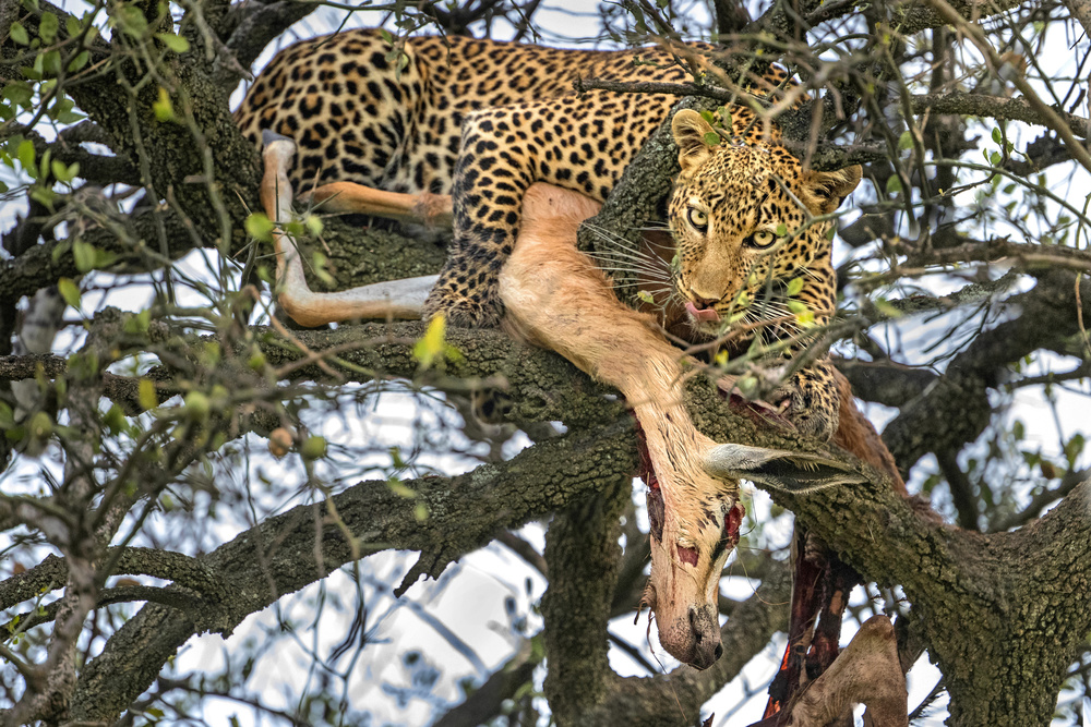 Leopard with prey à Xavier Ortega