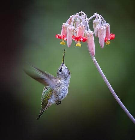 A Pollinator