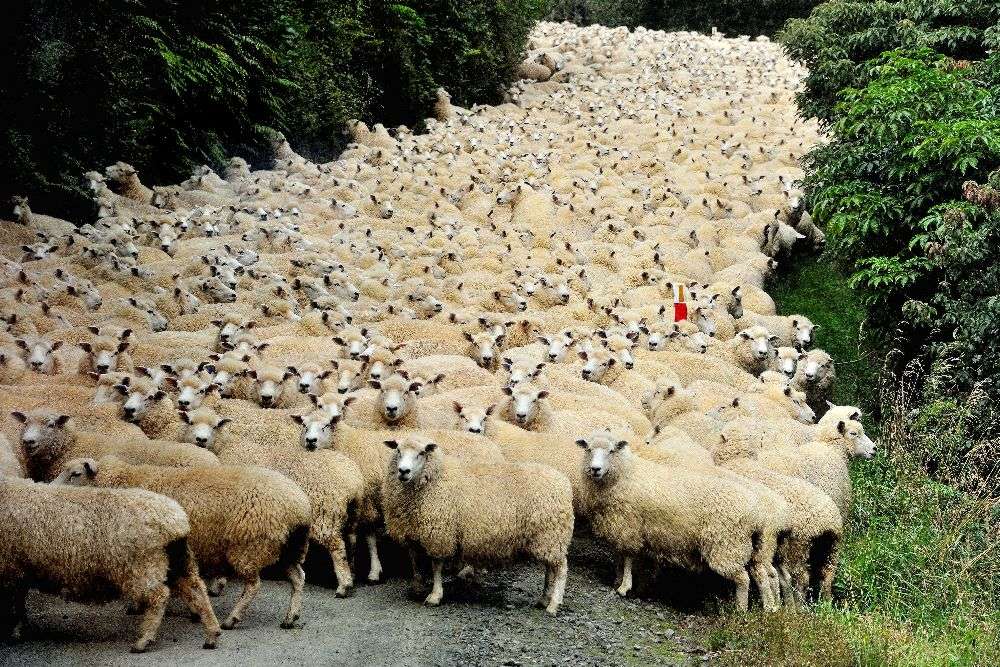 New Zealand traffic jam à Yair Tzur