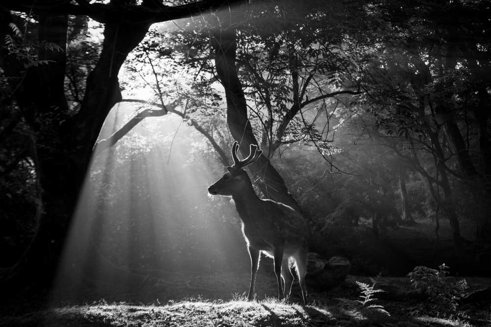 Light and Deer à Yoshinori Matsui